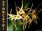 Dendrobium tetragonum var. giganteum DO TERRARIUM
