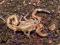 Babycurus jacksoni - skorpiony stadium L3/4