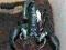 Heterometrus petersii - skorpion dorosła samica #2