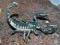 Heterometrus petersii - skorpion dorosła samica #1