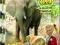 Ed &amp; Eppa SŁONIE   i inne zwierzęta DVD FOLIA