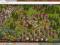 Konto the Settlers Online 50 lvl