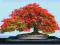 Płomień Afryki NAJPIĘKNIEJSZE DRZEWO ŚWIATA bonsai