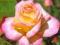 Róże katalog uprawa odmiany atlas róż w ogrodzie
