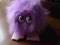 PIESZCZOCH ktos kudłate cos fiolet