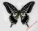 Motyl- Papilio xuthus !!!