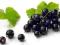 Peeling z nasion czarnej porzeczki rozszerzone por