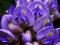 Wisteria - Glicynia _MACROBOTRYS_ fiolet 100-120cm