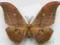 Antheraea yamamai samiec Chiny 117mm