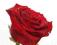 Róża, Nasiona Róży, Red Rose - Róża Czerwona