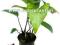 Anubias gracilis (koszyk) - roślina terrarystyczna