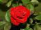 RÓŻA PNĄCA CZERWONA!!!SADZONKA!!! OKAZJA!!!