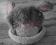 Śliczna ciepła czapka króliczek, uszy, 12-18 msc