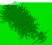 Komodo Tea leaf Ivy - roślina wisząca K 05005