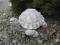 duża figurka żółwia OKAZJA TANIO idealnena prezent
