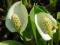 Calla palustris, Czermień błotna BAGIENNA PIĘKNOŚĆ