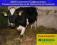 Jałówki krowy Montbeliard, Simental, HF,