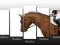 Obraz Obrazy Konie Koń Jeździectwo 150cm/80cm