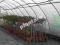 Folia OGRODNICZA UV-2 SEZONOWA TUNELOWA 8m TUNEL