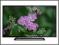 Tv 42 Lcd Led Panasonic Tx-42a400e... 24h