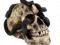 SERPENTS SKULL - 15 CM