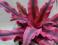 Cryptanthus Rubin Star bromelia vivarium terrarium