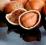 hazelnuts-ORZECHY LASKOWE  100 KG HURT