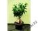 FICUS GINSENG - MIROCARPA - BONSAI - NA PREZENT