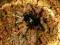 Chromatopelma cyaneopubescens L2/3 x 2