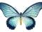 Motyl - Papilio zalmoxis, samiec, RCA