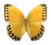 Motyl - Stichophthalma howqua, samiec, Chiny
