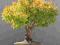 OGRÓD  BONSAI BRZOSTOWNICA JAP. NASIONA #55N11#