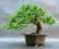 OGRÓD I BONSAI JAŁOWIEC CHIŃSKI #141N12#