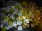 PONAD KILOGRAM ZAGRANICZNYCH MONET