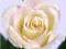 WHITE ROSE  RÓŻA BIAŁA nasiona, róża, róże 50 szt