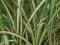 Miscanthus sinensis 'Cabaret' - Miskant chiński