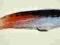 Streamer 11 cm-5/0-