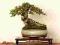 Nasiona BONSAI ++ IRGA ROZKRZEWIONA ++ 25 nasion !