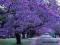Jakaranda mimozolistna - Jacaranda mimosifolia