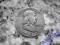 USA FRANKLIN HALF DOLLAR 1954r. LITERA D - SREBRO