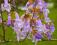 PAULOWNIA, drzewko szybkorosnące. mrozoodporne!