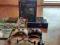 Konsola XBOX 360 +2 pady  +2 headsety  +45 gier !!