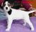 Parson Russell Terrier - nowe zdjęcia