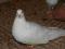Gołębie młode - Olbrzym Rzymski i Olbrzym Fracuski
