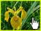 Kosaciec Żółty Iris pseudacorus 50 sztuk z gruntu