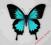 Motyl- Papilio ulysses !!!