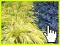 Hakonechloa macra All Gold Trawa Bambusowa Hakonechloa macra All Gold Trawa Bambusowa