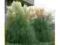 ++ OLBRZYMIA TRAWA PAMPASOWA - BIAŁA  ++