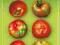 Zaburzenia wzrostu i rozwoju pomidora - Plantpress