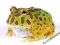 Żaba rogata (Ceratophrys ornata) W-WA URSYNÓW
